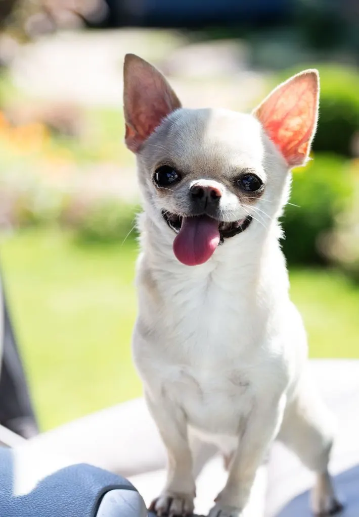 smiling white chihuahua 