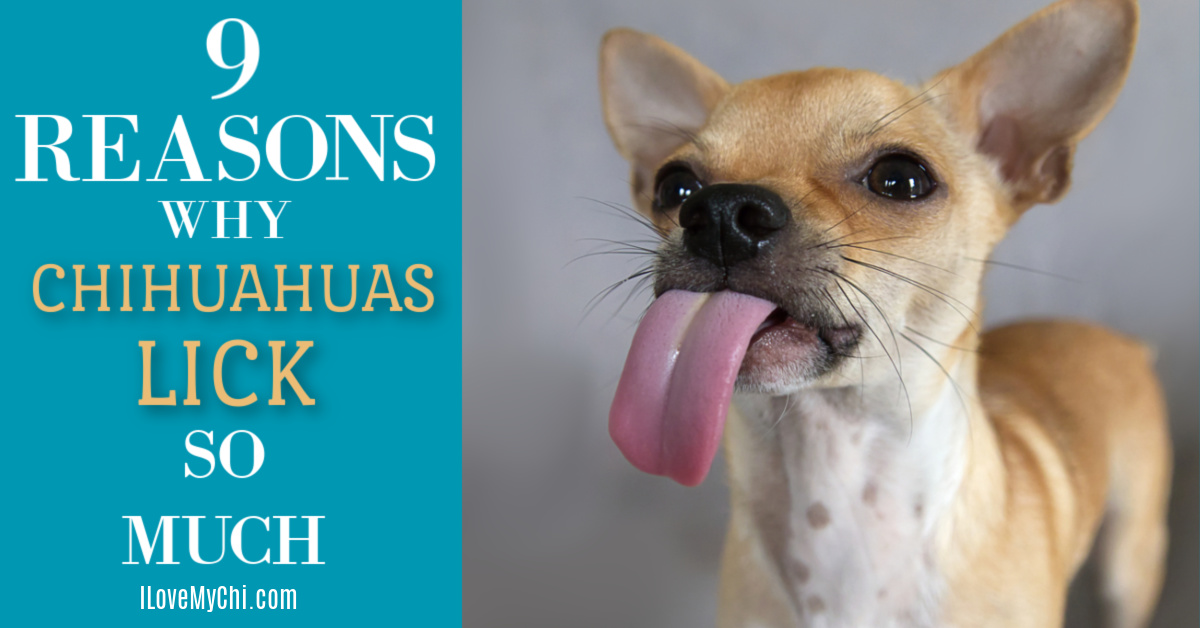 9 Reasons Why Chihuahuas Lick So Much I Love My Chi