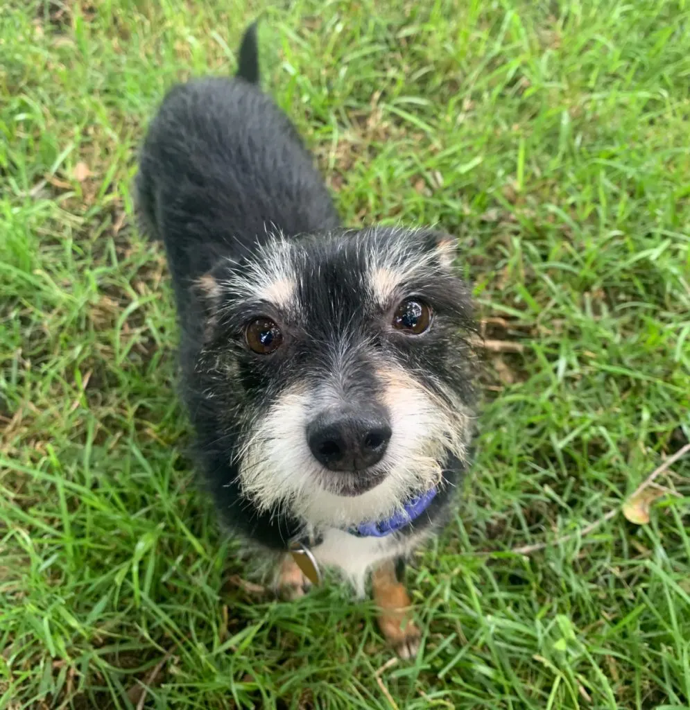 dark chihuahua mix in grass