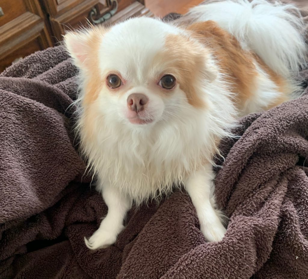 white and fawn long hair chihuahua on brown blanket