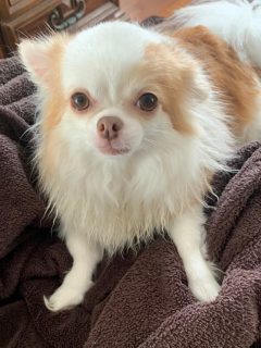 long hair white and tan chihuahua on brown blanket