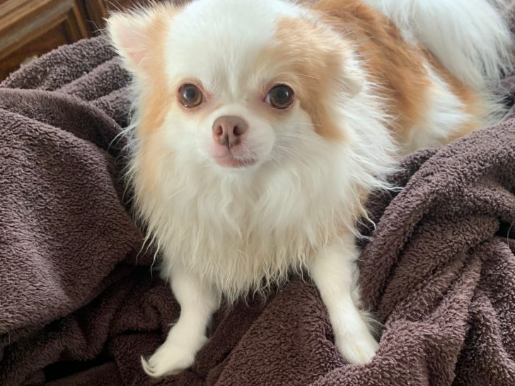long hair white and tan chihuahua on brown blanket