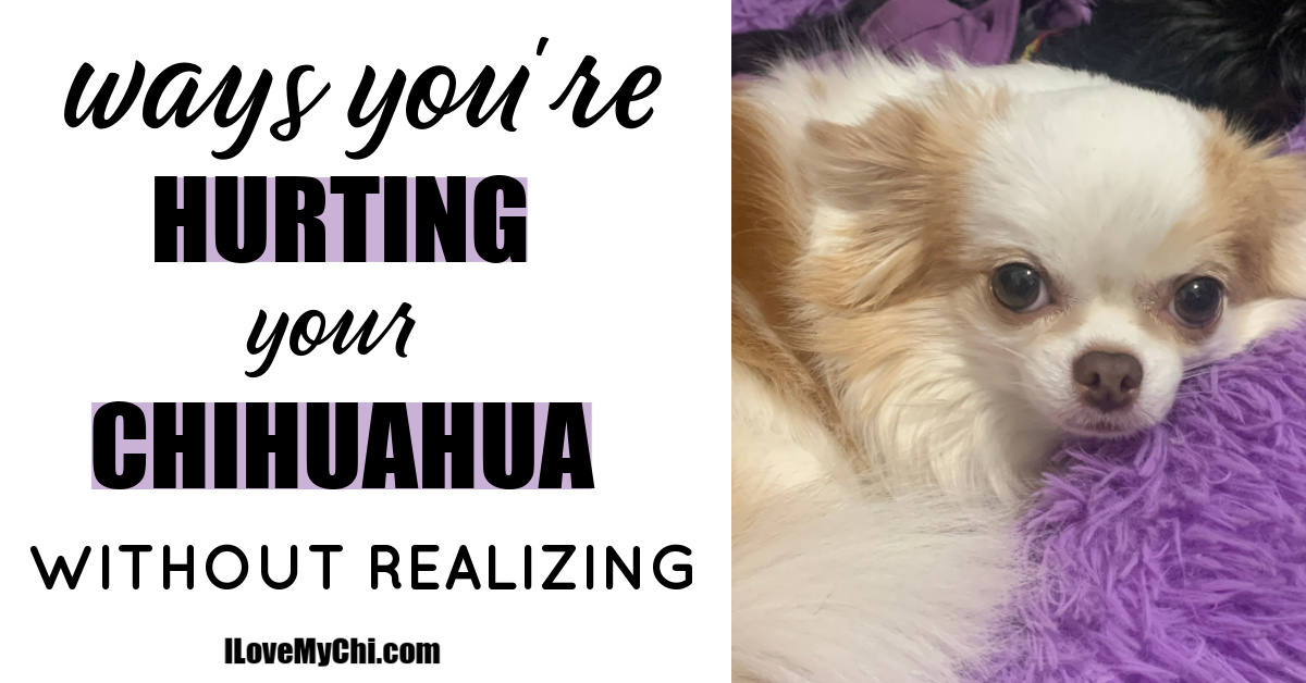 Ways You're Hurting Your Chihuahua Without Realizing I Love My Chi