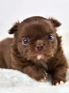 adorable chocolate chihuahua puppy on white fluffy blanket