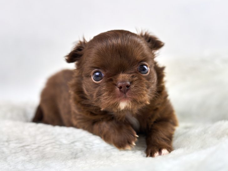adorable chocolate chihuahua puppy on white fluffy blanket