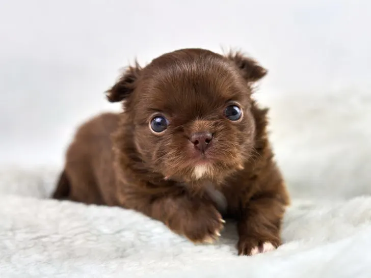 adorable chocolate chihuahua puppy on white fluffy blanket