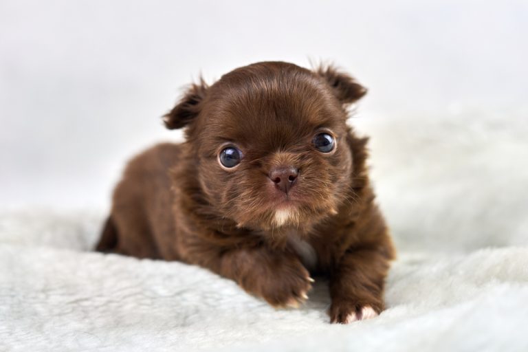 adorable chocolate chihuahua puppy on white fluffy blanket