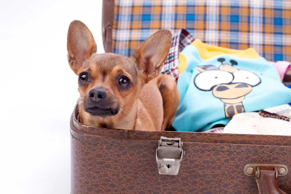 Close up portrait of chihuahua in suitcase