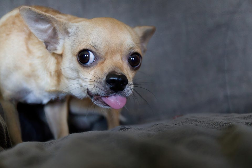 9 Reasons Why Chihuahuas Lick So Much - I Love My Chi