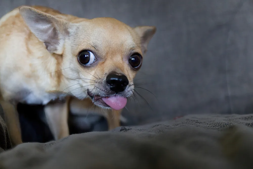 fawn chihuahua getting ready to lick couch