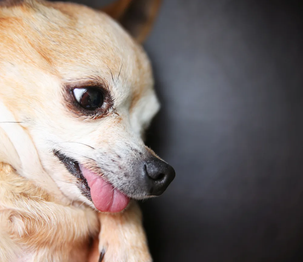 fawn chihuahua licking leg