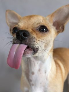 fawn chihuahua with tongue out licking