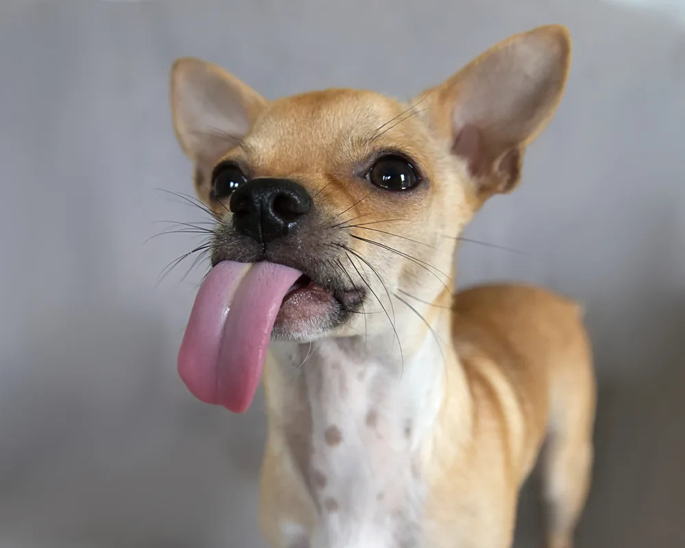 fawn chihuahua with tongue out licking