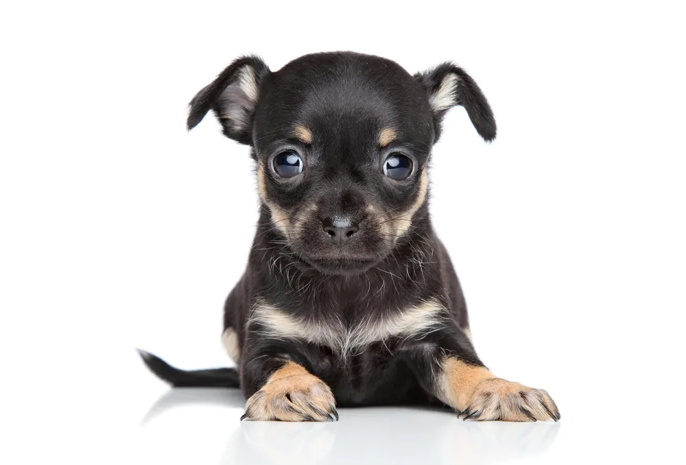 mixed chihuahua puppy