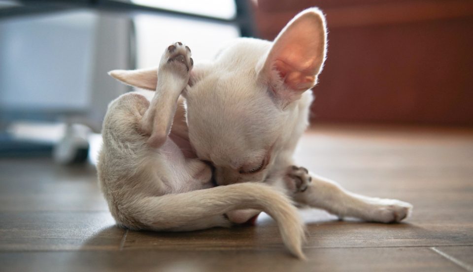 9 Reasons Why Chihuahuas Lick So Much I Love My Chi