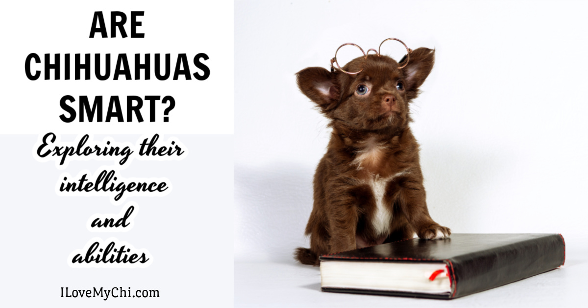 Are Chihuahuas Smart? Exploring Their Intelligence and Abilities I Love My Chi