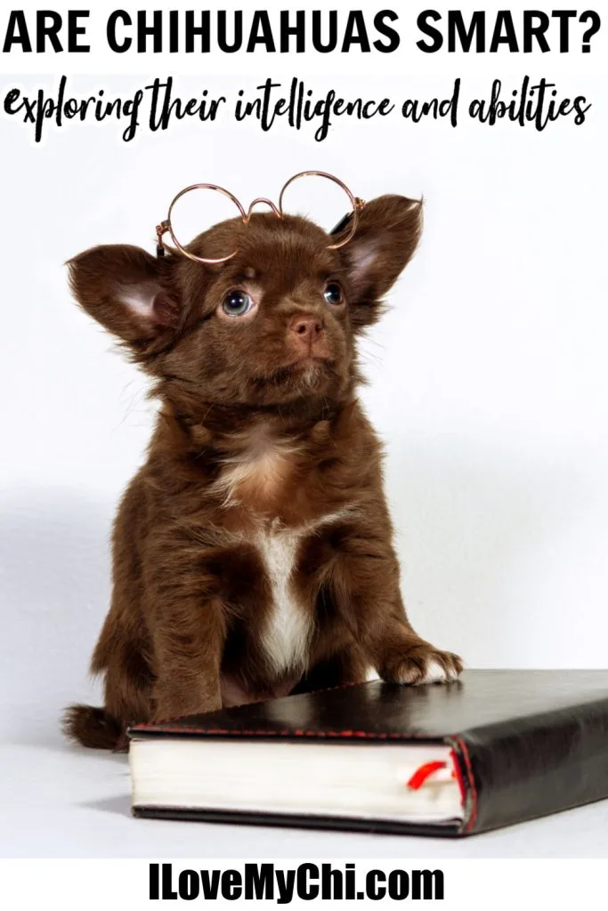 brown chihuahua wearing glasses with paw on book