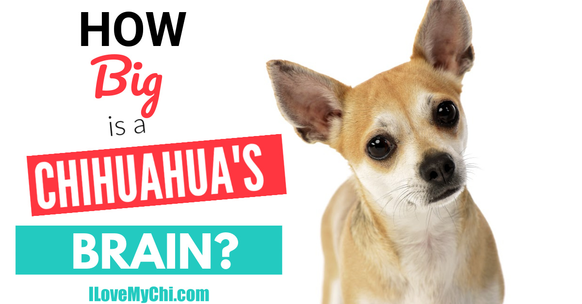 How Big Is a Chihuahua's Brain? I Love My Chi