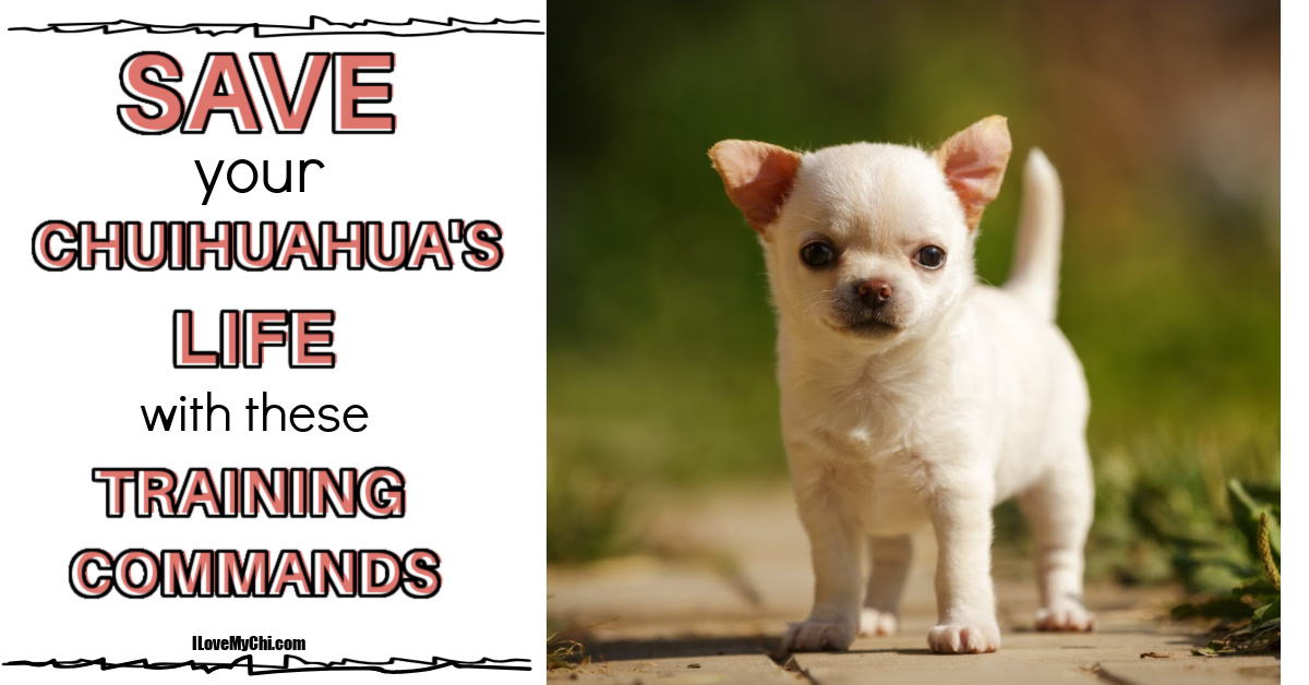 Save Your Chihuahua's Life with These Training Commands I Love My Chi