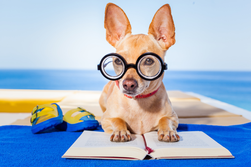 chihuahua reading book wearing glasses  