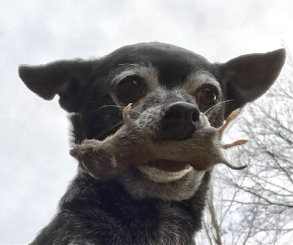 chihuahua holding dead rat in mouth