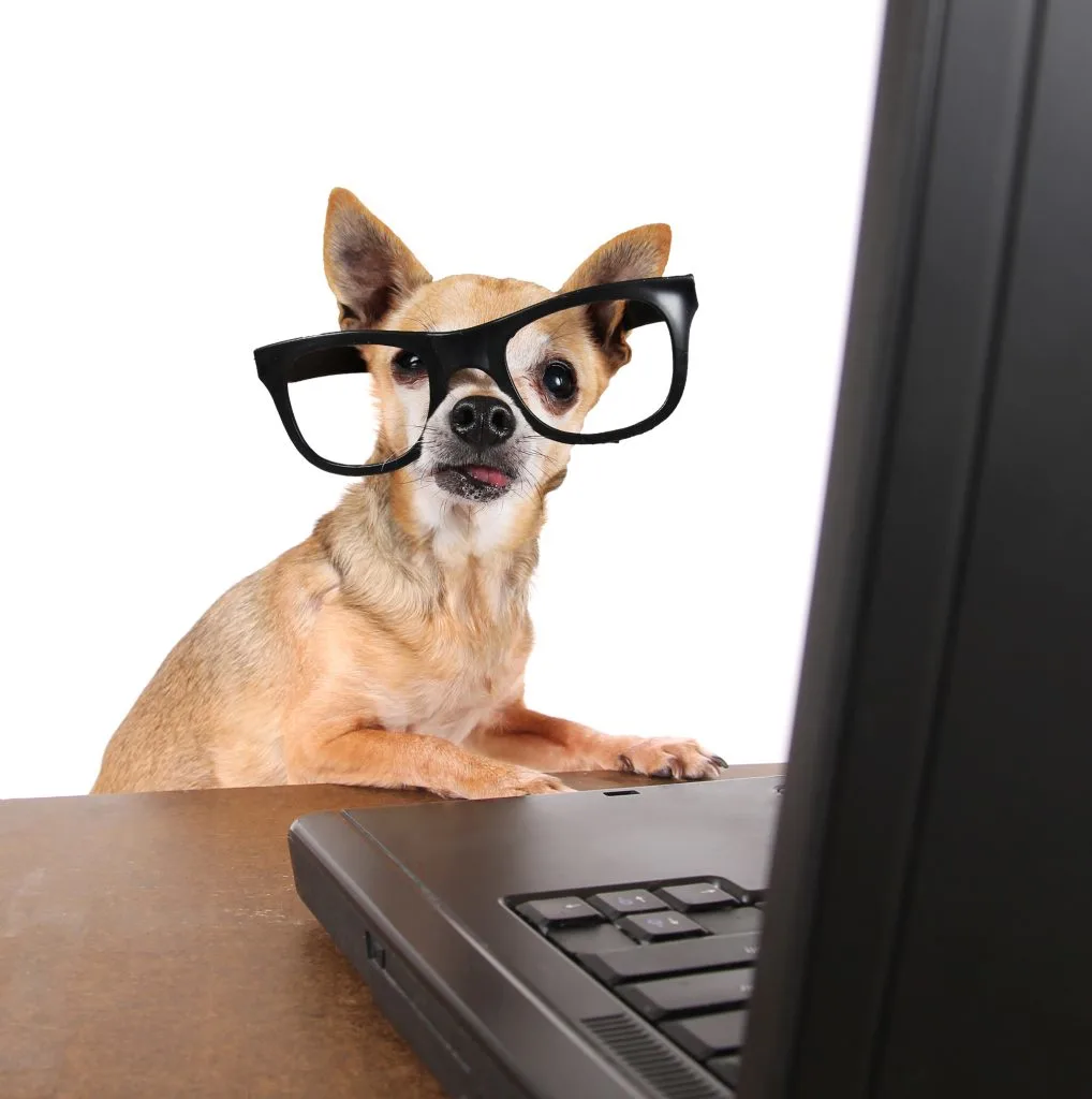chihuahua with glasses with laptop