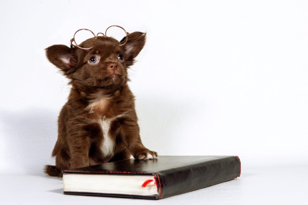 chocolate chihuahua puppy wearing glasses with paw on book