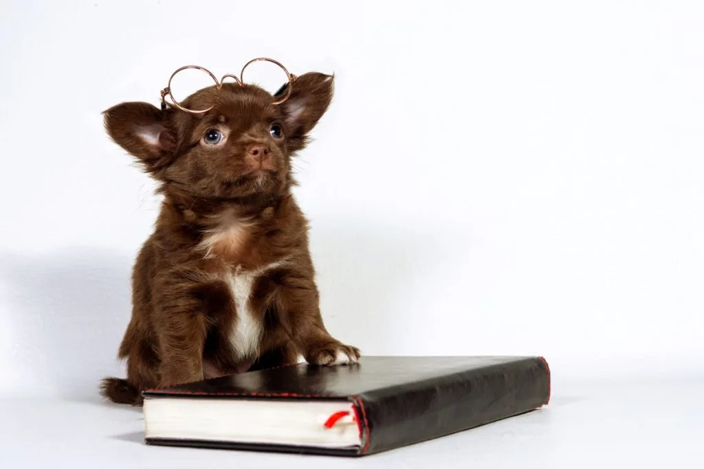 chocolate chihuahua puppy wearing glasses with paw on book.