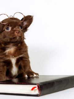 chocolate chihuahua puppy wearing glasses with paw on book