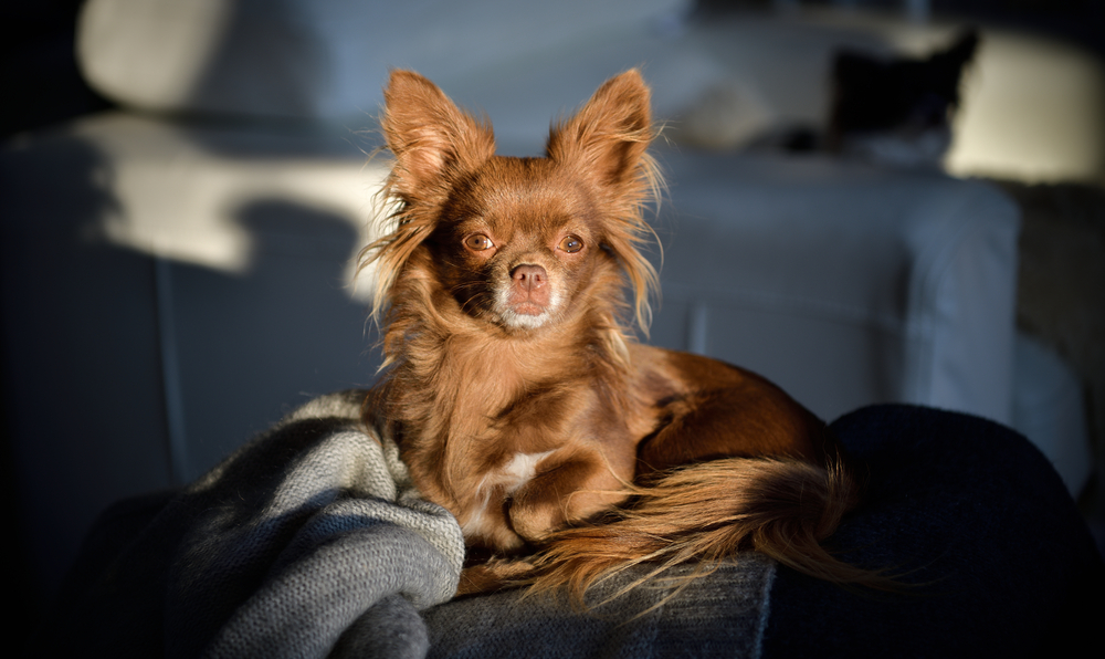 chocolate chihuahua sitting in sunshine on back of couch