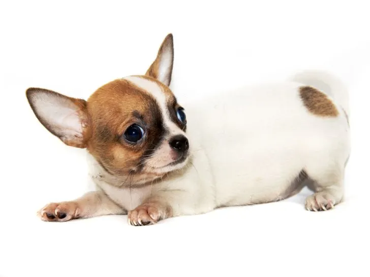 cute mostly white chihuahua puppy