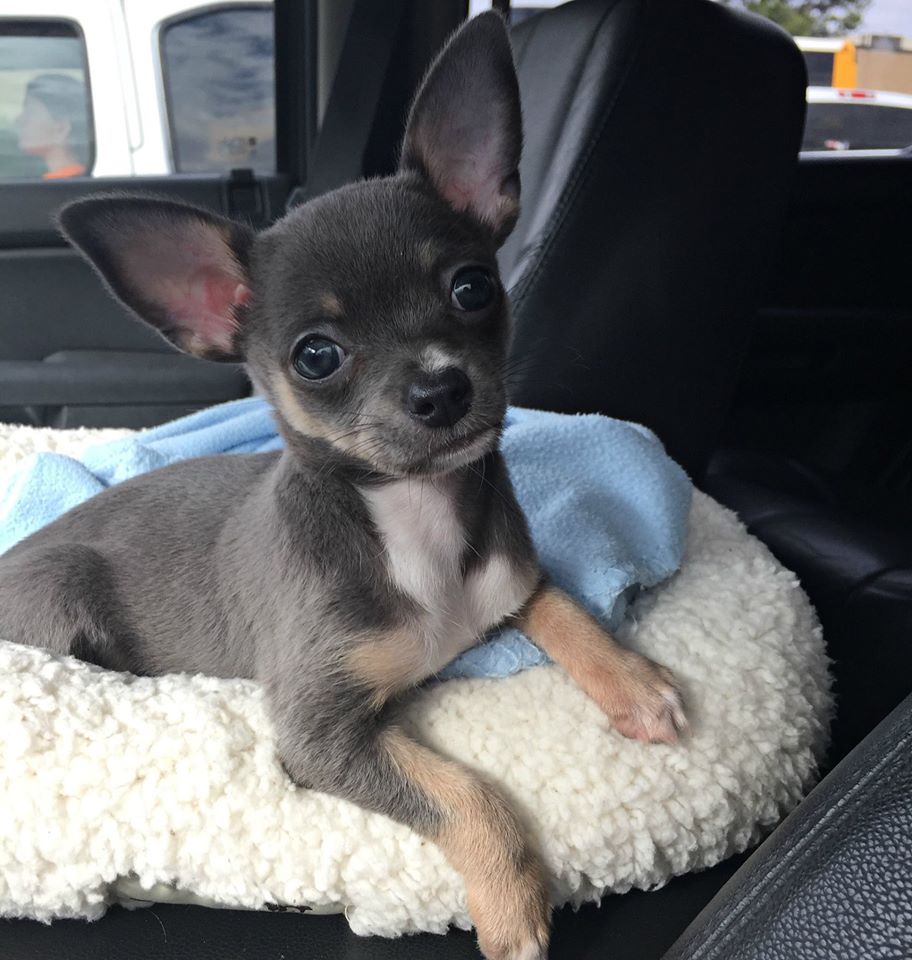 dark chihuahua puppy in dog bed in car