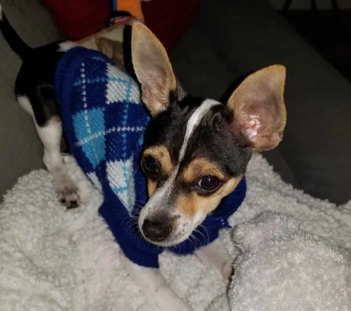 tri-color chihuahua with blue sweater on