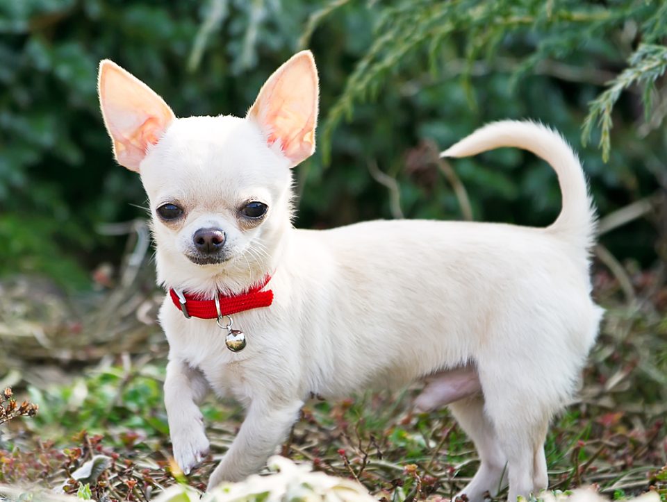 What Your Chihuahua's Coat Color Says About Their Health - I Love My Chi