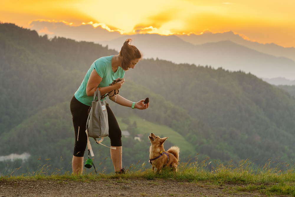 woman training chihuahua with mountains behind them