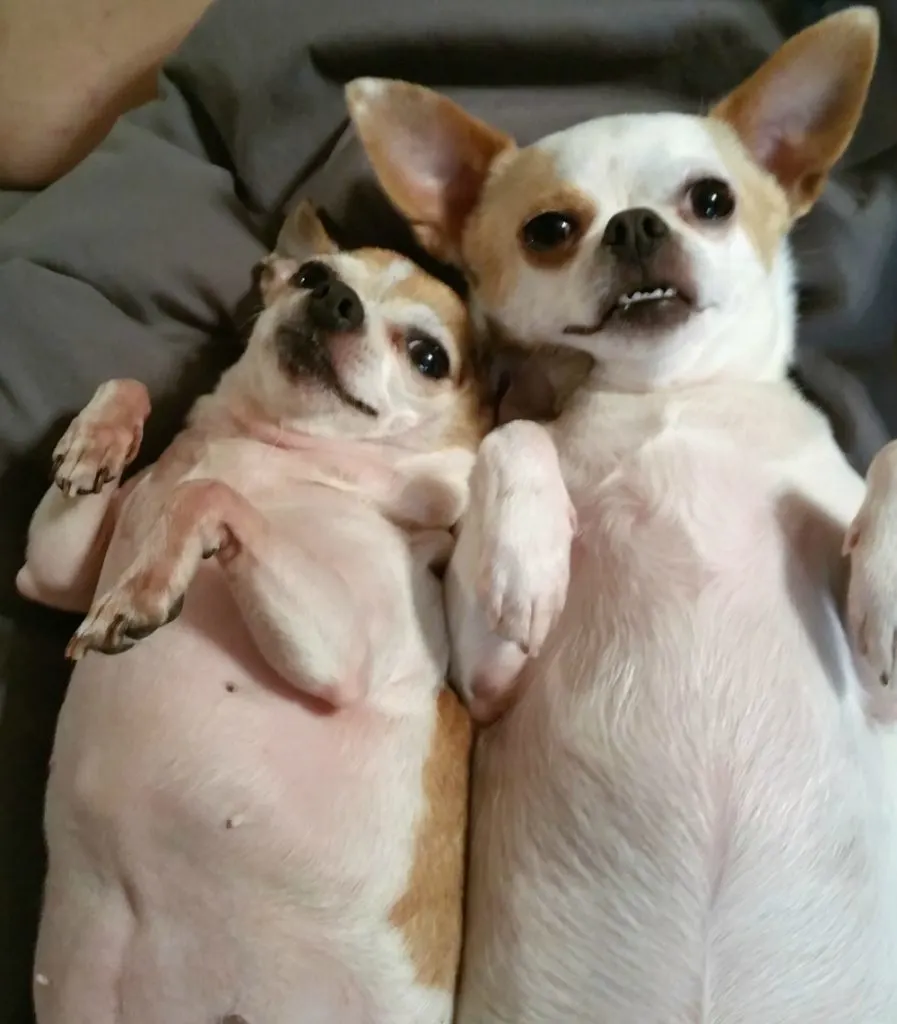 2 chihuahuas laying on back exposing their tummies