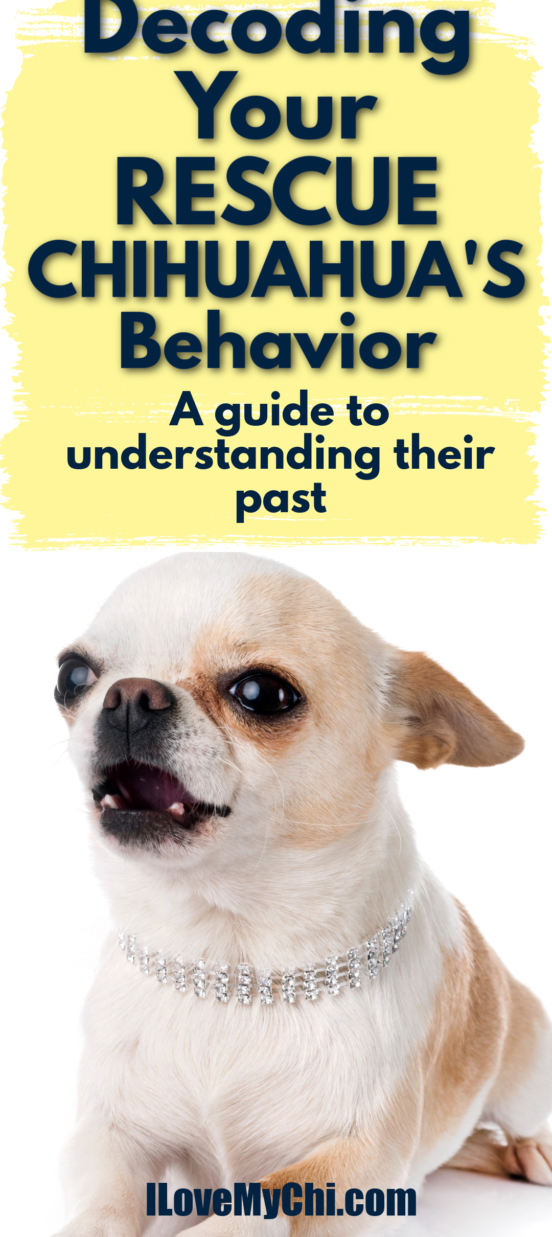 Decoding Your Rescue Chihuahua's Behavior A Guide to Understanding