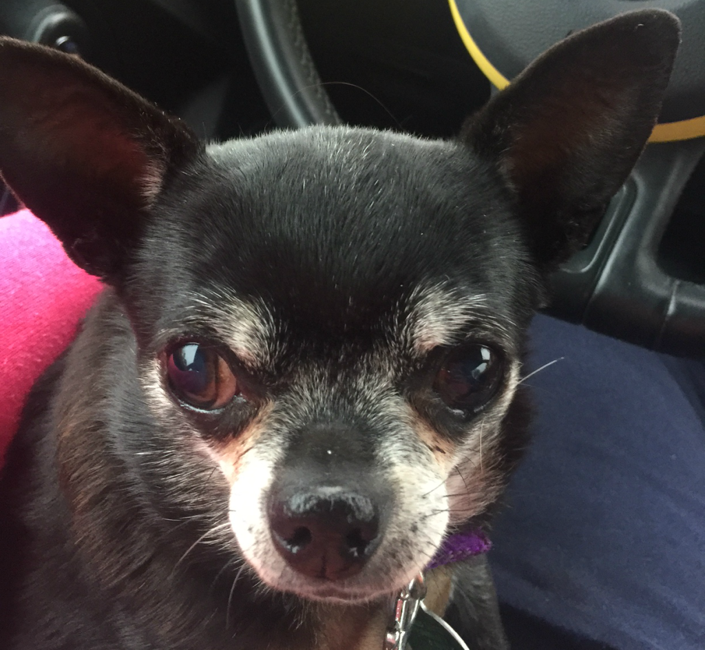 black and grey chihuahua in car