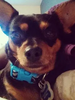 black and tan chihuahua with blue collar