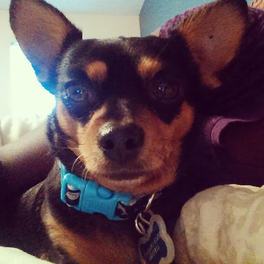 black and tan chihuahua with blue collar