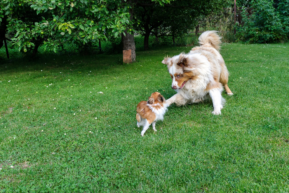 Chihuahua and Australian Shepherd jumping and playing on the green garden grass