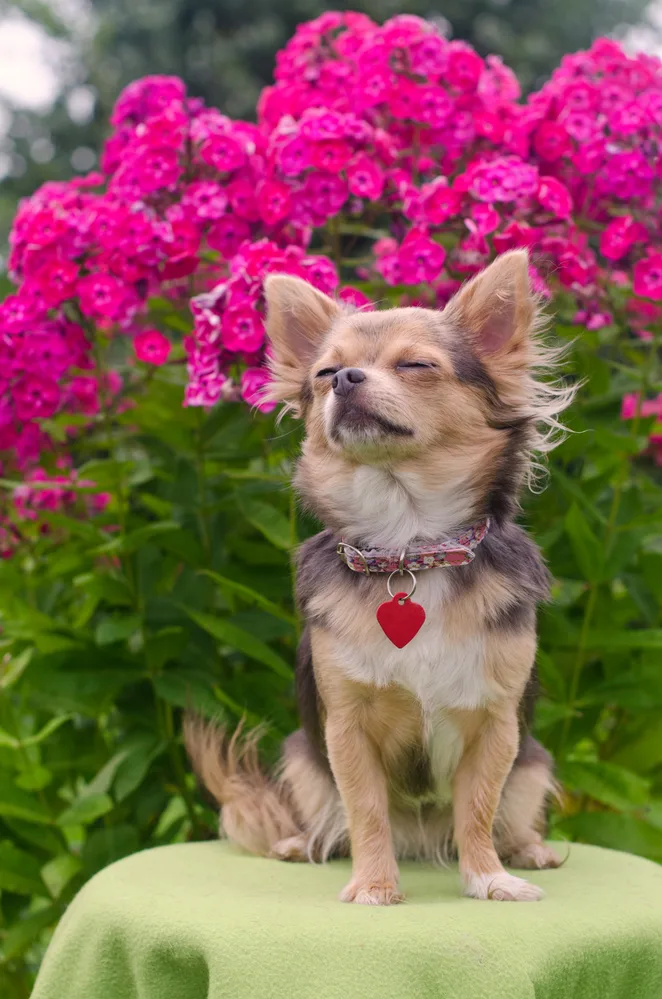 chihuahua sitting outside with eyes closed with pink flowers 