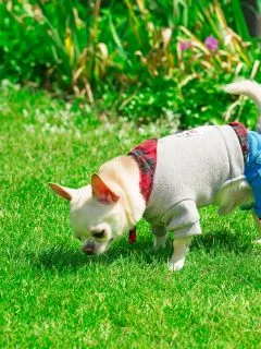 small chihuahua dog wearing clothes sniffing at grass