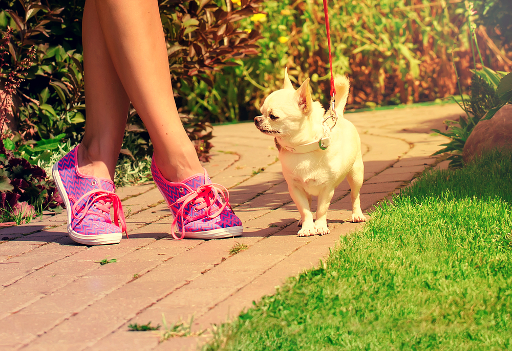 light chihuahua on brick path by girl legs wearing pink sneakers
