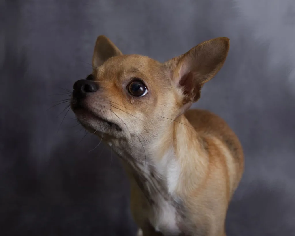 sad crying fawn chihuahua