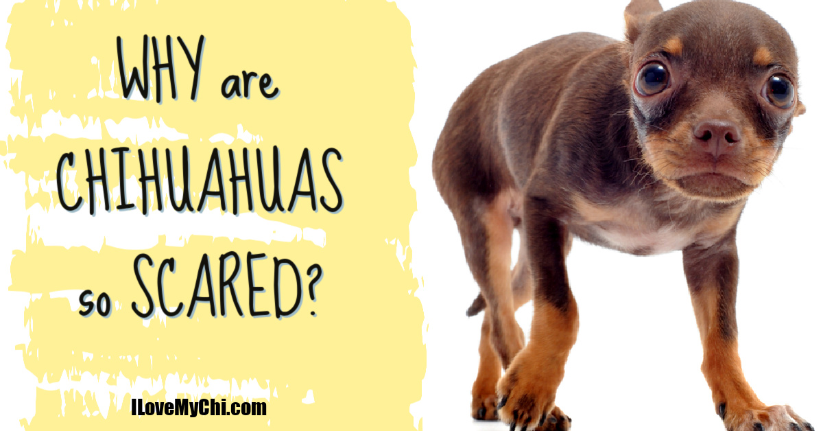 Why are Chihuahuas so Scared? I Love My Chi