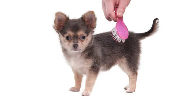 Hand brushing long haired chihuahua puppy with pink brush.