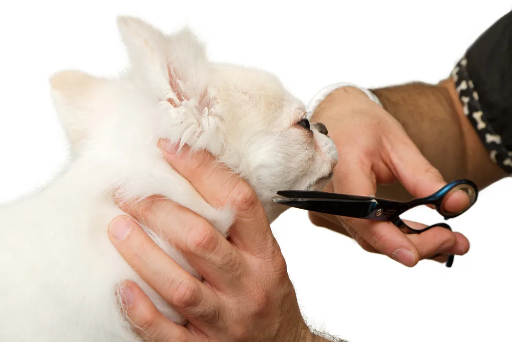 clipping hair on white chihuahua face