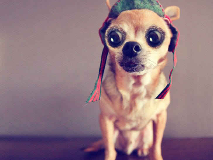 fawn chihuahua wearing hat with big eyes