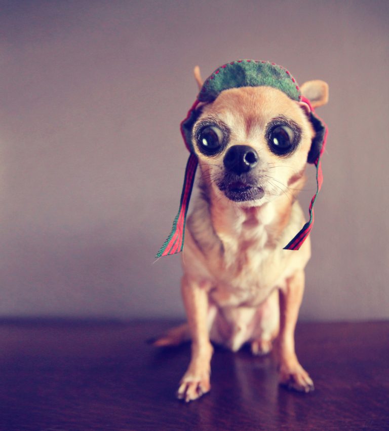 Fawn chihuahua wearing hat with big eyes.